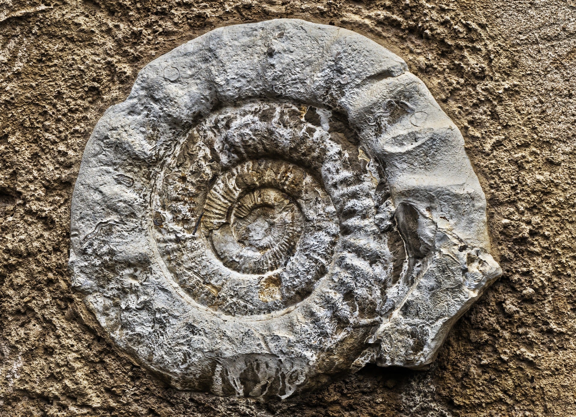 mood fossile fiorentino